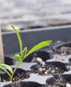 Rewandi's Daisies growing on her windowsill  