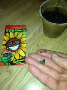 Time to sow the sunflower seeds ooh its exciting!
