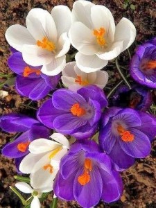 crocuses