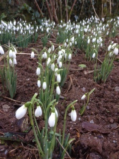 snowdrops